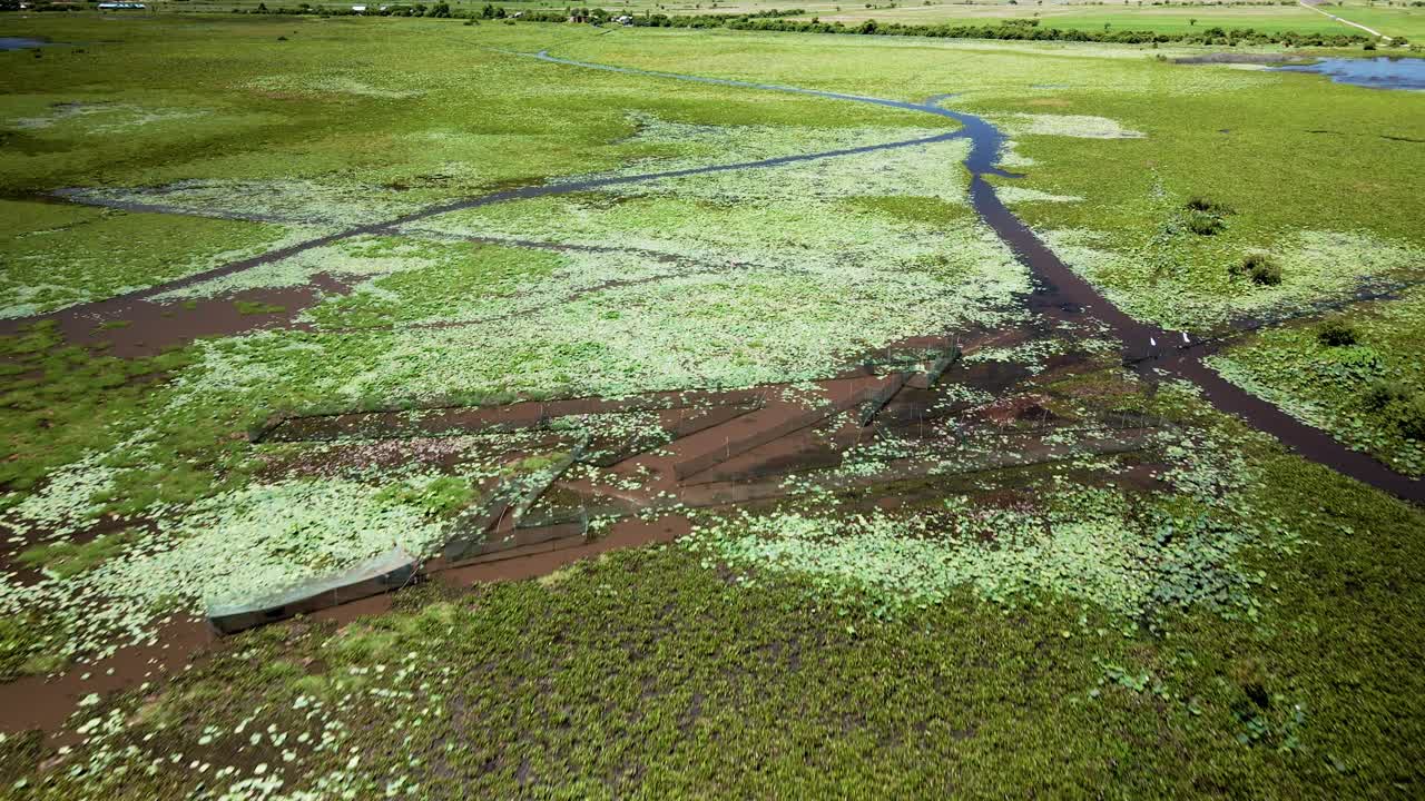 동남아시아 캄보디아의 습지 습지에 있는 대칭 화살촉 물고기 통발