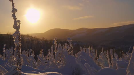 Low-angle,-close-up-shot-of-frozen-bushes-covered-in-snow-during-beautiful-golden-sunset,-and-magnificent-wooden-background