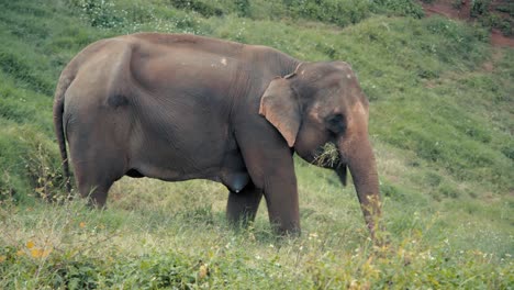 elephant in a grassy field