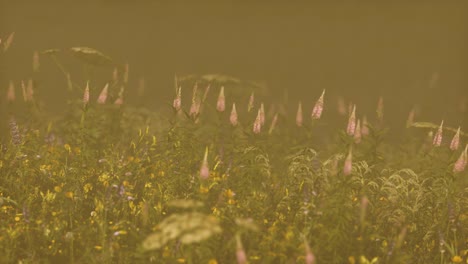 Wilde-Feldblumen-Im-Tiefen-Nebel