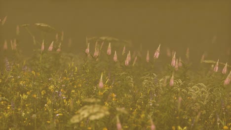 flores silvestres de campo en la niebla profunda