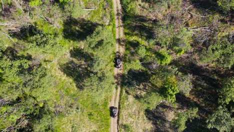 above adventure travellers driving on quadbikes through green woodland