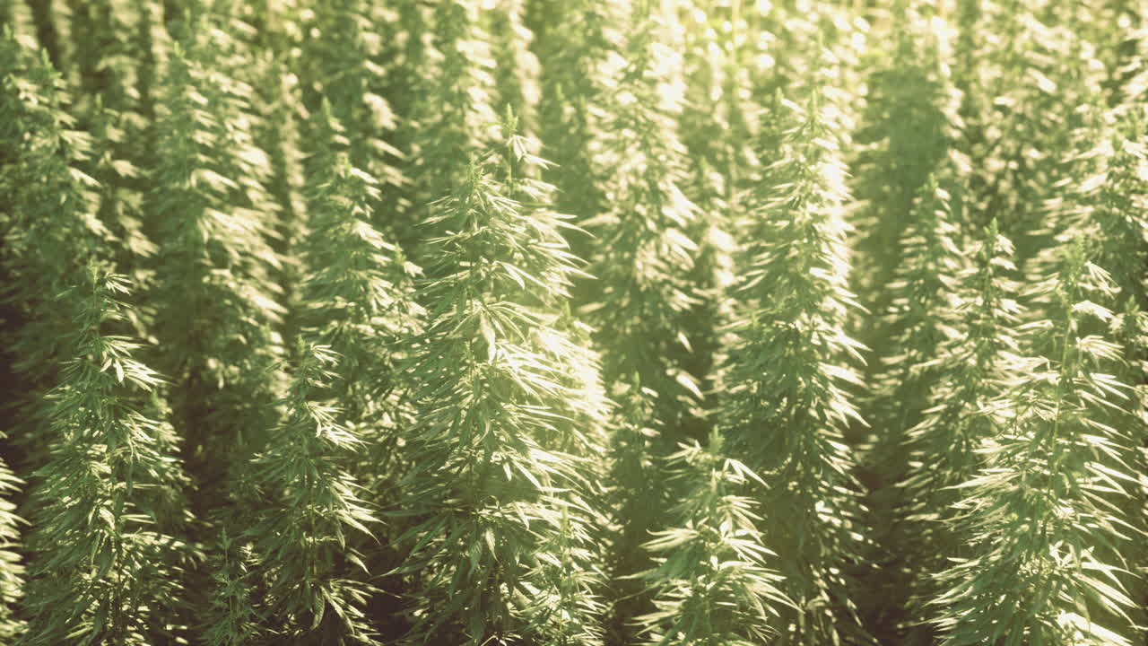 Field of lush green hemp plants thriving in sunlight during growing season