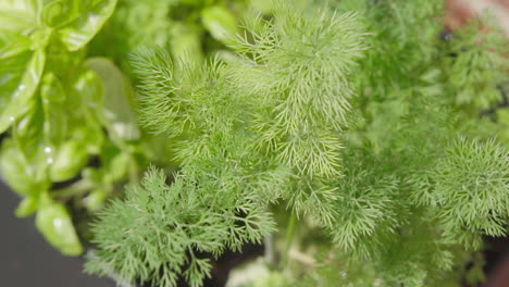 Frischer-Dill-Weht-Im-Wind-Und-Wächst-Im-Garten