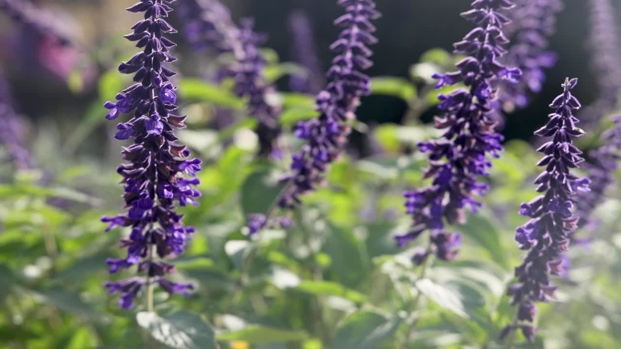 primer plano de flores púrpuras balanceándose en la brisa