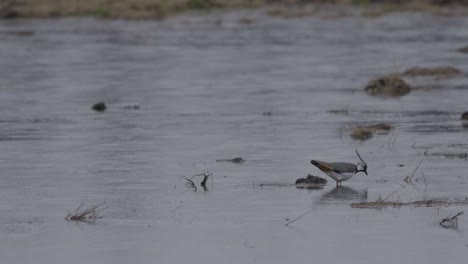 Lapwing-in-shallow-water-looking-for-food-earthworms