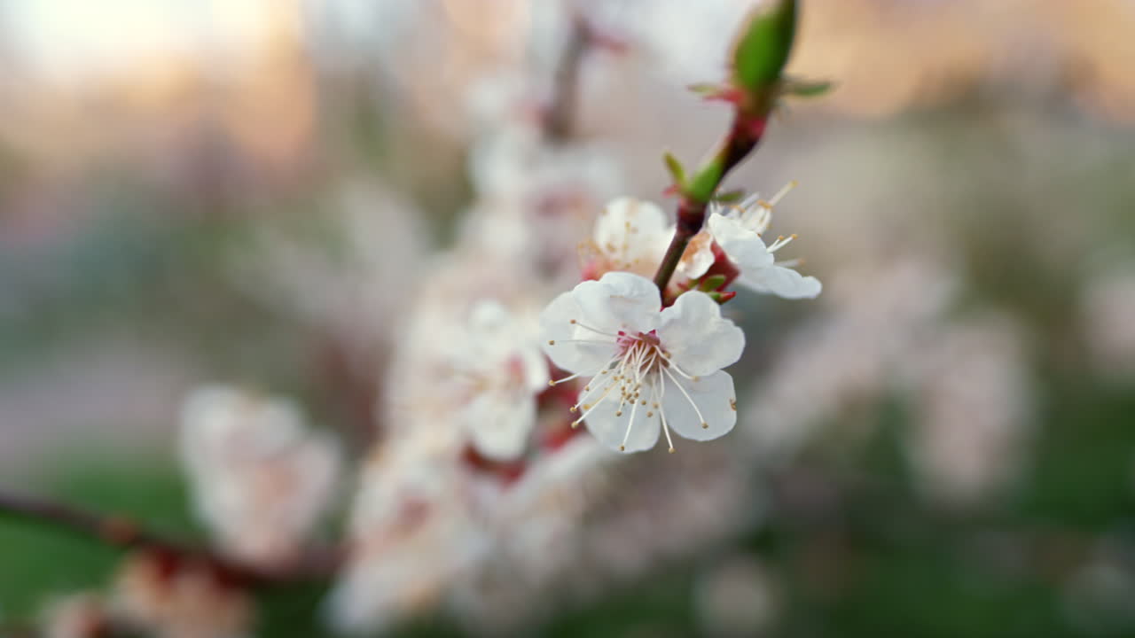 Fiori di ciliegio che ondeggiano in un bellissimo giardino. Fiori bianchi che sbocciano sull'albero.