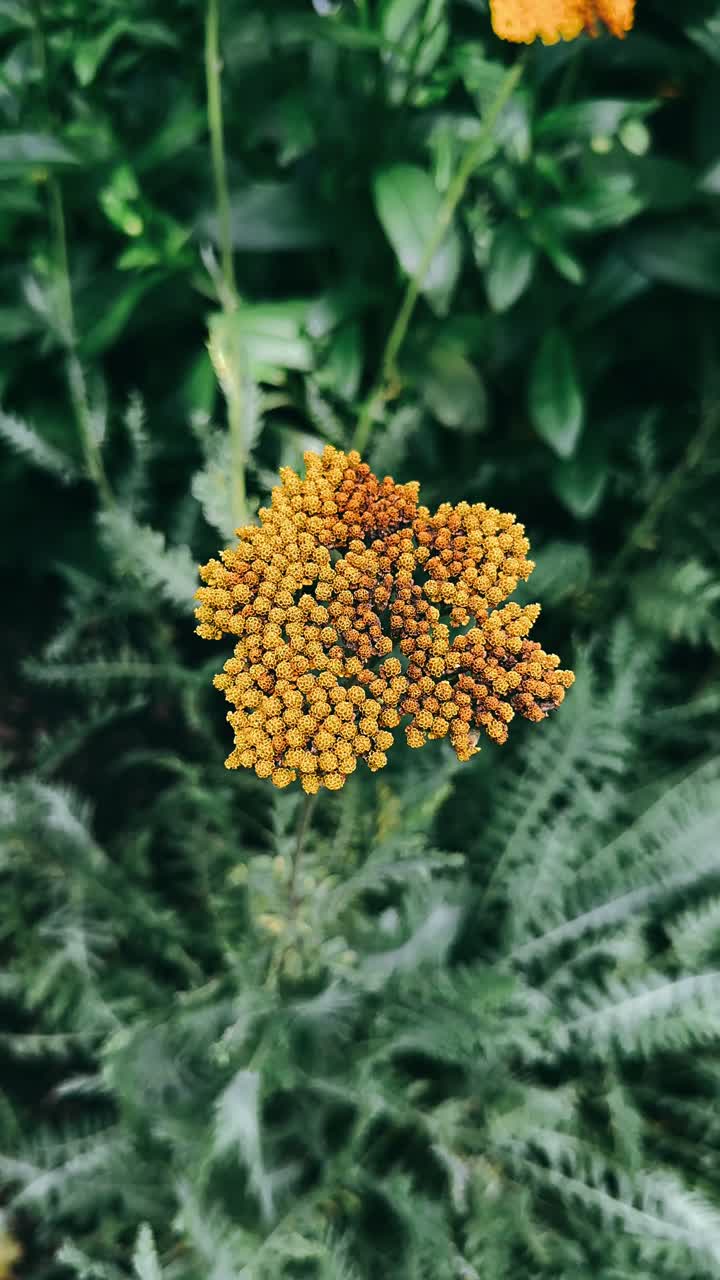 primer plano de una flor de yarrow
