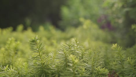 luscious green coniferous hedges in a outdoors conservation garden, backlit by natural sunlight.