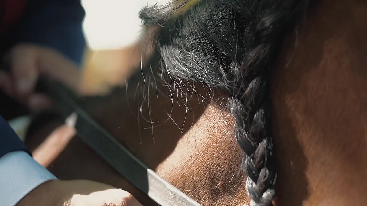 los recién casados acariciaron el caballo cerca