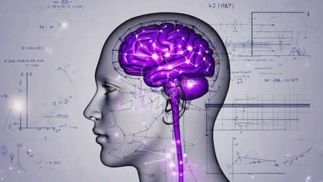 human brain and neural networks