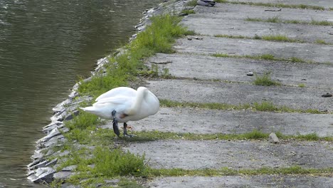 Adult-white-swan-standing-on-a-side-of-a-pond-while-a-gentle-breeze-is-moving-the-surface-of-the-water,-LONG-SHOT