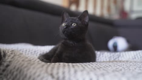 Eine-Schwarze-Babykatze-Schaut-Nach-Oben,-Leckt-Und-Gähnt