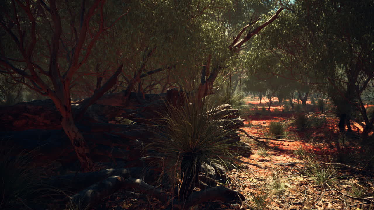 나무 가 있는  ⁇ 은 모래 덤불