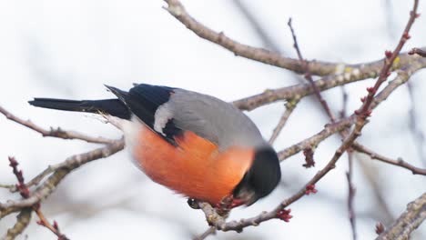 Close-up-Eurasian-Bullfinch-Male-Bird-Pecks-Eats-Leaf-Buds-on-Leafless-Tree-Twig--