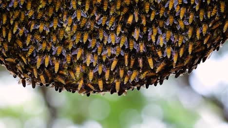 giant honey bees are known to build large colonies of nest with symmetrical pockets made of wax for them to store honey as their food source