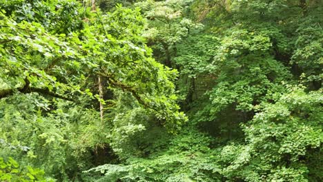 el dosel verde del bosque se balancea suavemente en el viento