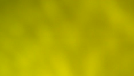 fondo bokeh