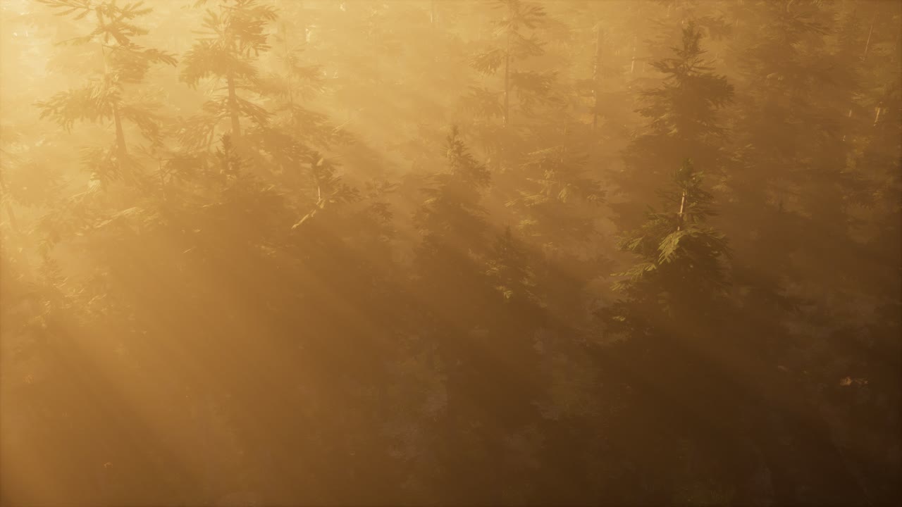 rayos de sol aéreos en el bosque con niebla