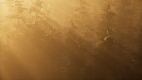 aerial sunrays in forest with fog