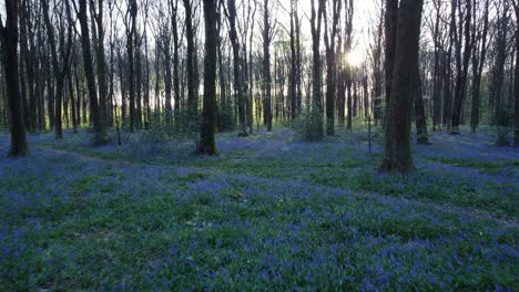 Bluebell-Woods-Drohne-Auf-Niedrigem-Niveau