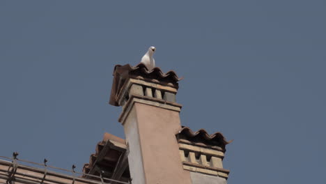 Una-Cámara-Lenta-De-Una-Gaviota-Sentada-En-Una-Antigua-Chimenea-De-Venecia