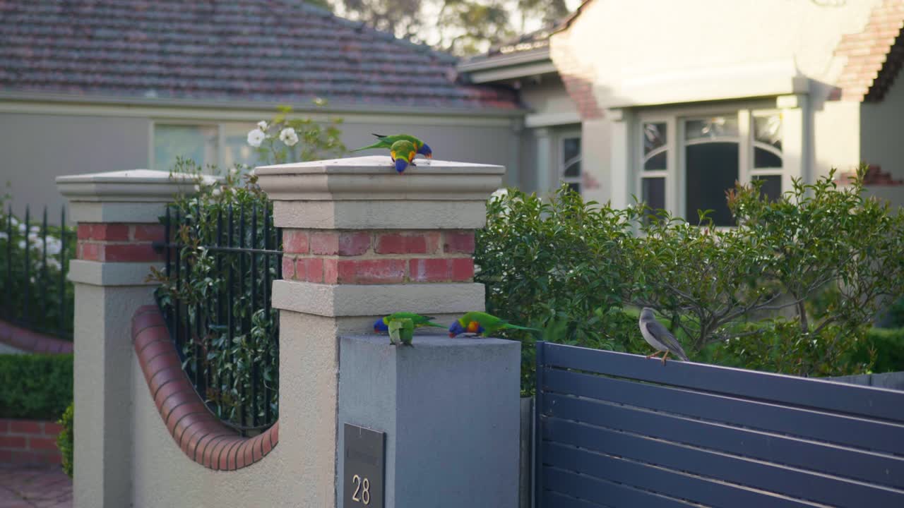 A colorful group of parrots perched on a wall, interacting and preening in a vibrant outdoor setting full of life and movement
