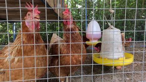 chickens pecking at feed in a wire enclosure.