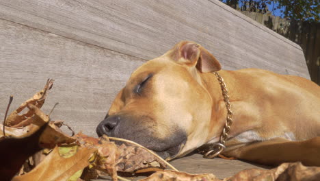 tired and cute pit bull dog wearing a chain, taking a nap on a bench during fall next to some dry leafs