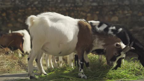 herd of goats eating grass