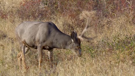 Mule-Deer-Grazing-on-Prairie-Close-Up