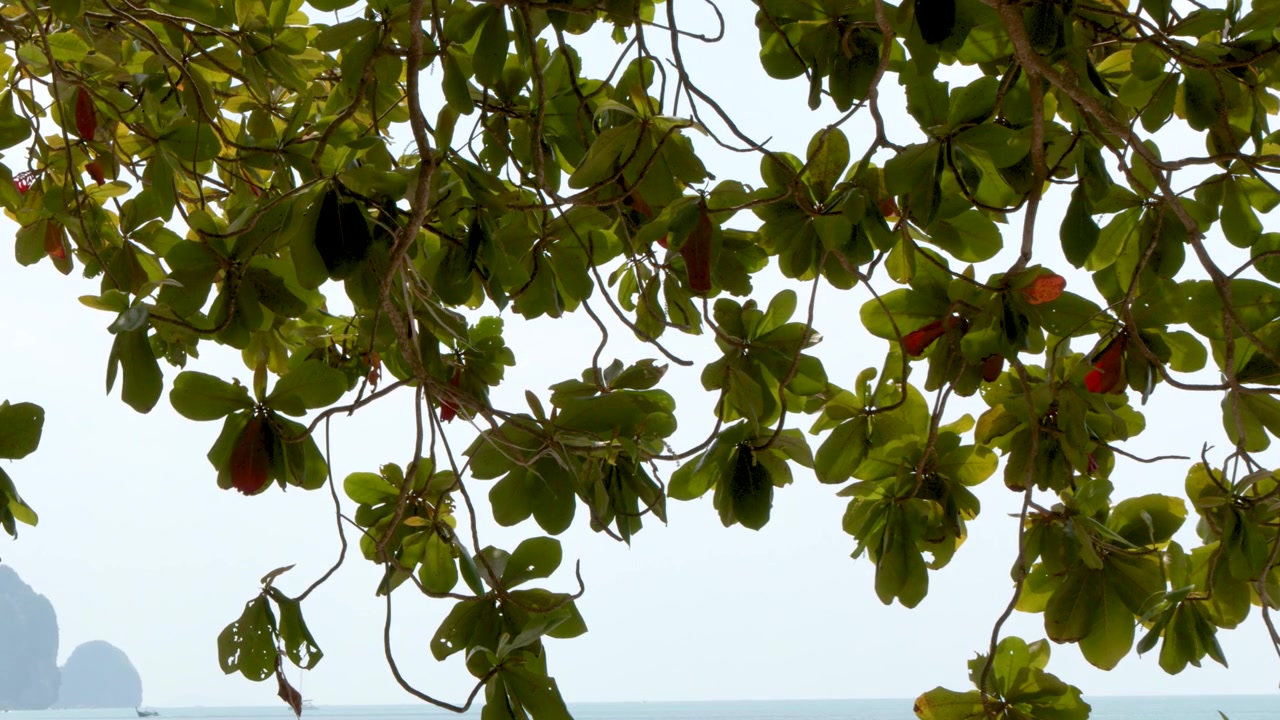 Rami di alberi verdi ondeggiano sul Mare delle Andamane con scogliere calcaree sullo sfondo.