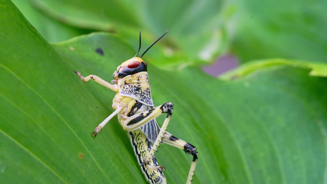 Close up of a colorful grasshopper resting on a green leaf, macro detail of a stunningly colorful grasshopper, a vibrant insect of nature's wildlife