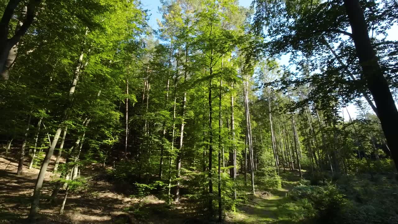 Foresta soleggiata con paesaggio verde lussureggiante in montagna