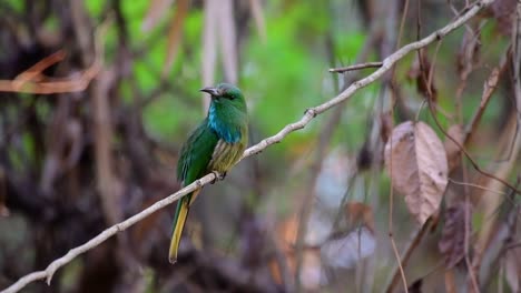 the blue-bearded bee-eater is found in the malayan peninsula including thailand at particular forest clearings