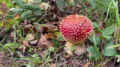 closeup of fly agaric mushroom growing in the wilderness