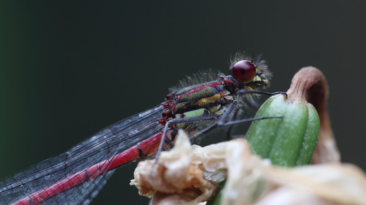 A Large Red Damselfly, Pyrrhosoma nymphula, Summer. UK