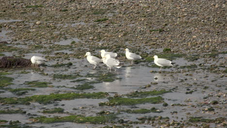 las gaviotas vuelan para beber agua dulce de rottington beck que fluye a la playa de saint bees frente al mar a la marea baja, distrito de west lake