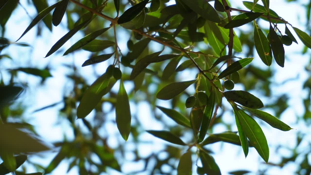 pequeñas aceitunas jóvenes en una rama de árbol balanceándose en el viento, tiro de ángulo bajo con el cielo azul en el fondo detrás del follaje