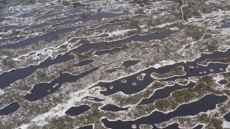 The hiking trail through the snowy swap in Latvia - aerial