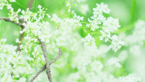 delicate white flowers in springtime