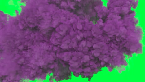 purple ink explosion on green screen