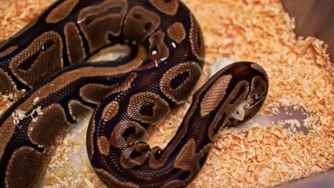 brown python snake attacks a white mouse and choke it