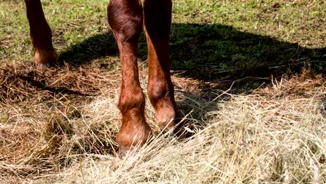 horse hoof beats