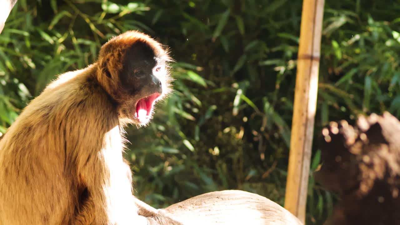 원이가 둥지에서 걱거리는 것
