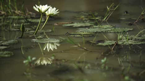 water lily blossoms in the water reservoir