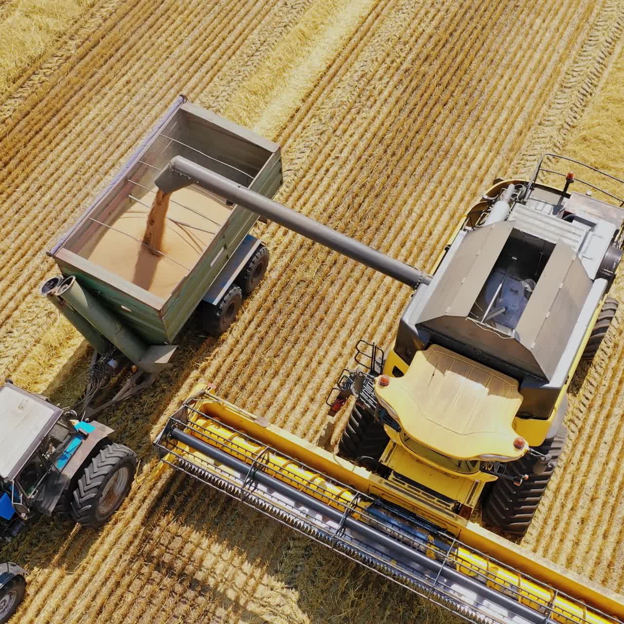 Combine harvester machine working in the wheat field on a sunny day. Agricultural work team, top view