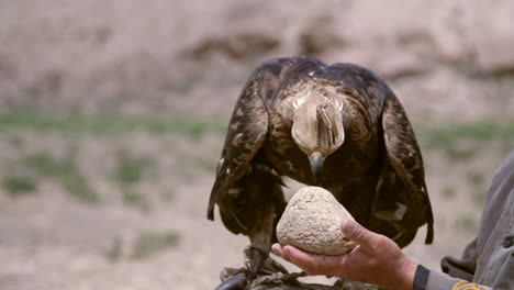 golden eagle cleaning beak