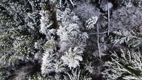 Snowline-of-alpine-mountain-forest-showing-fresh-snow-on-trees-as-drone-flys-through-forest