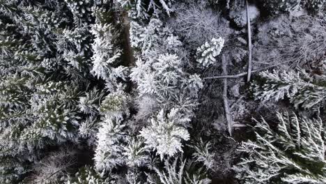 snowline of alpine mountain forest showing fresh snow on trees as drone flys through forest